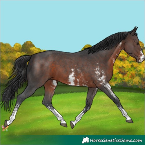 Horse Color:Brown Sabino 