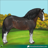 Horse Color:White Spotted Brown 