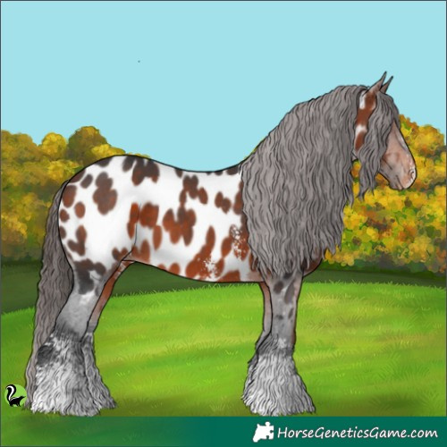 Horse Color:Brown Sabino Appaloosa 