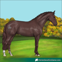 Horse Color:Platinum Chocolate Black