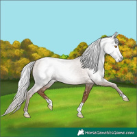 Horse Color:Gray Silver Classic Champagne Tobiano 