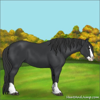 Horse Color:Black Splash 