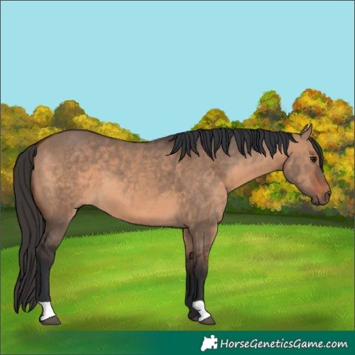 Horse Color:Brown Dun 