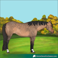 Horse Color:Brown Dun 