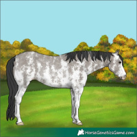 Horse Color:Grullo Sabino Rabicano 