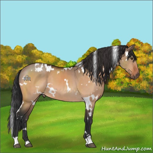 Horse Color:White Spotted Brown Dun 