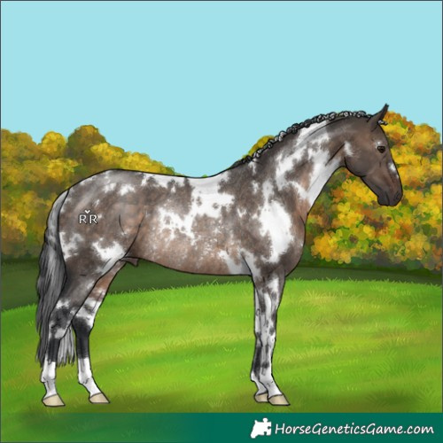 Horse Color:White Spotted Brown Dun Rabicano 