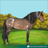 Horse Color:White Spotted Brown Dun 