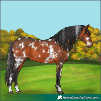 Horse Color:White Spotted Brown 