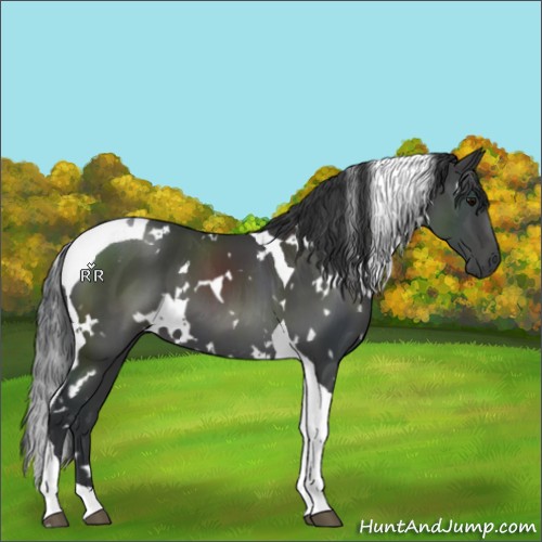 Horse Color:White Spotted Black Tobiano 