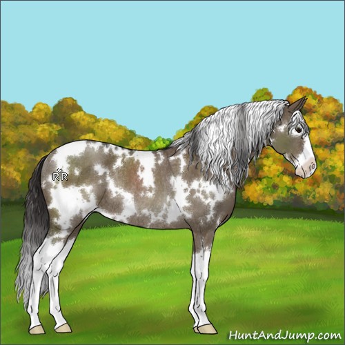 Horse Color:White Spotted Smoky Grullo Splash Rabicano 