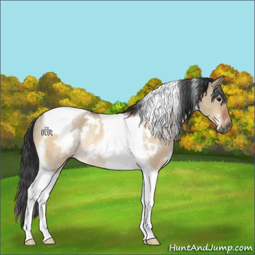 Horse Color:White Spotted Brown Dun Tobiano Rabicano 