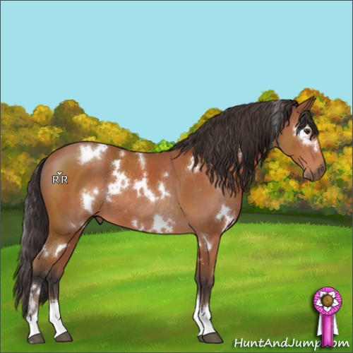 Horse Color:White Spotted Bay Tobiano Rabicano 
