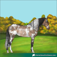 Horse Color:White Spotted Brown Dun Rabicano
