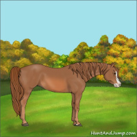 Horse Color:Chestnut Splash 