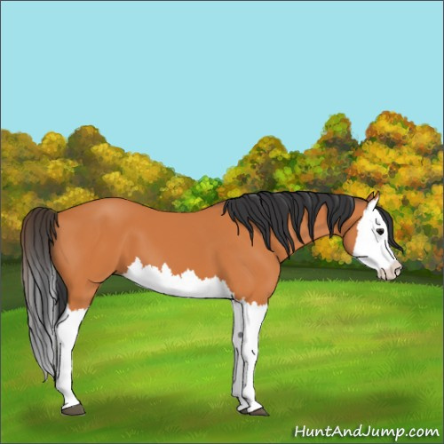 Horse Color:Bay Splash 