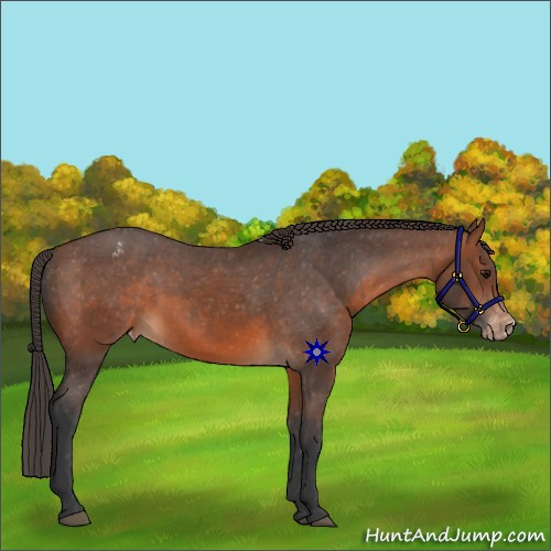 Horse Color:Brown Appaloosa 