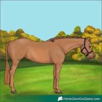Horse Color:Chestnut 