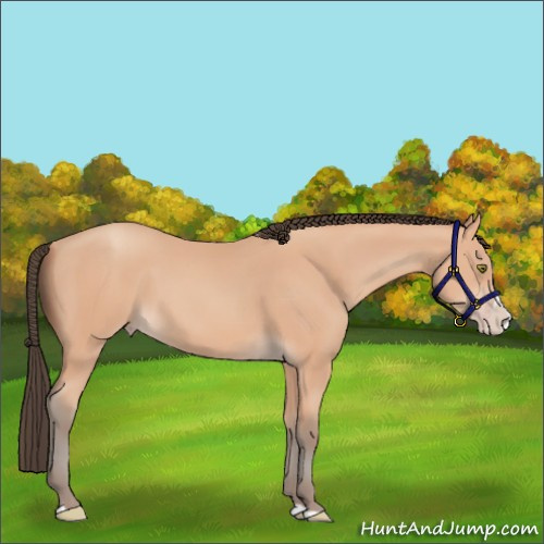 Horse Color:Amber Champagne Splash 