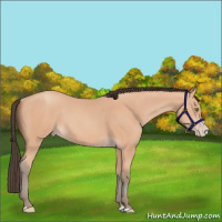 Horse Color:Amber Champagne Splash 