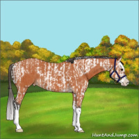 Horse Color:Bay Splash Tobiano Appaloosa  and Bay Splash Appaloosa 