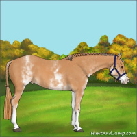 Horse Color:White Spotted Chestnut 