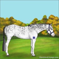 Horse Color:White Spotted Blue Roan Rabicano and White Spotted Blue Roan Appaloosa Rabicano