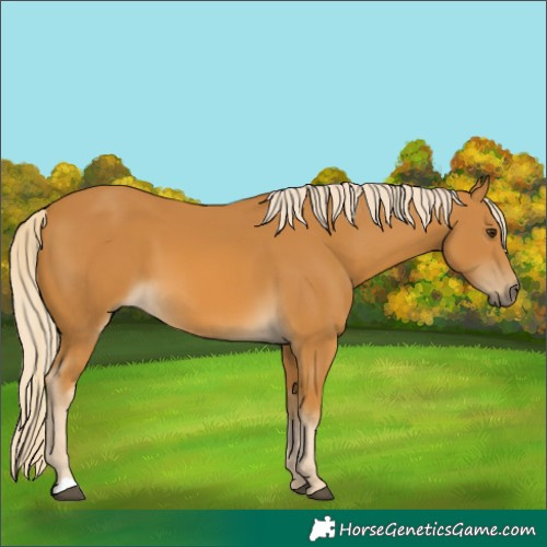 Horse Color:Palomino 