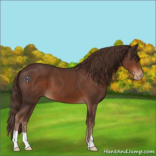 Horse Color:Liver Chestnut Appaloosa 