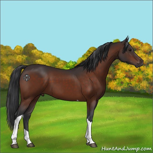 Horse Color:Bay Tobiano 
