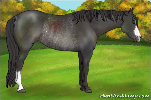 Horse Color:Smoky Black Rabicano 
