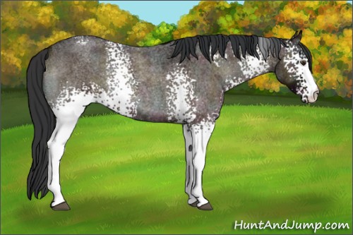 Horse Color:White Spotted Midnight Brown Roan Onyx