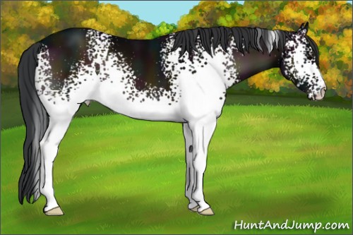 Horse Color:White Spotted Midnight Brown Onyx 