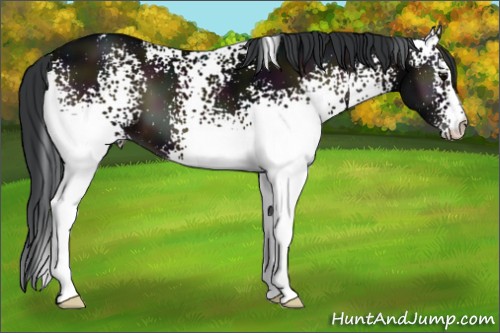 Horse Color:White Spotted Midnight Brown Onyx 