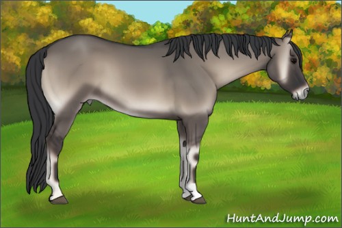 Horse Color:Grullo Onyx 