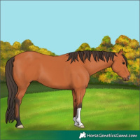 Horse Color:Bay 
