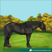 Horse Color:Midnight Grullo Onyx 