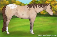 Horse Color:Sable Champagne Ice Appaloosa 