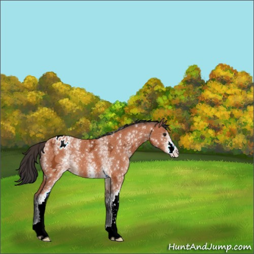 Horse Color:White Spotted Brown Ice Appaloosa 