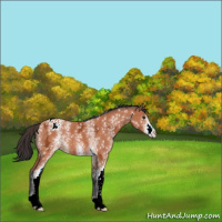 Horse Color:White Spotted Brown Ice Appaloosa 