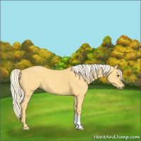 Horse Color:Palomino 