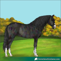 Horse Color:Midnight Blue Onyx Ice Rabicano 