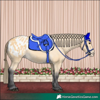 Horse Color:Buckskin Blanket 