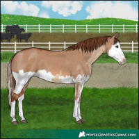 Horse Color:Red Dun Splash  and Red Dun Splash 