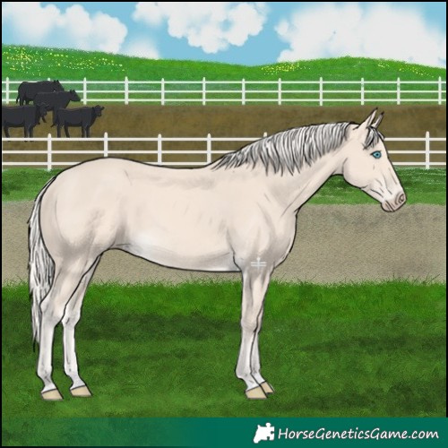 Horse Color:Cremello 