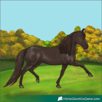 Horse Color:Liver Chestnut 