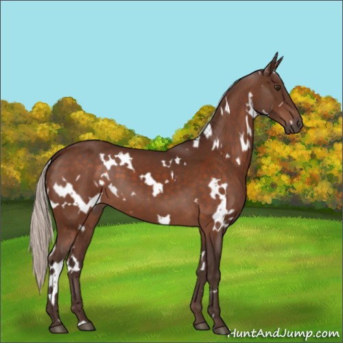 Horse Color:White Spotted Silver Brown