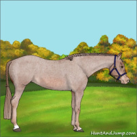 Horse Color:Red Roan Appaloosa 