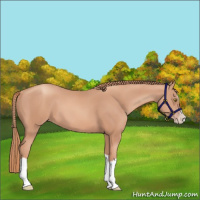 Horse Color:Gold Champagne Splash 