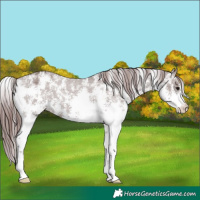 Horse Color:Chocolate Grullo Sabino Appaloosa 